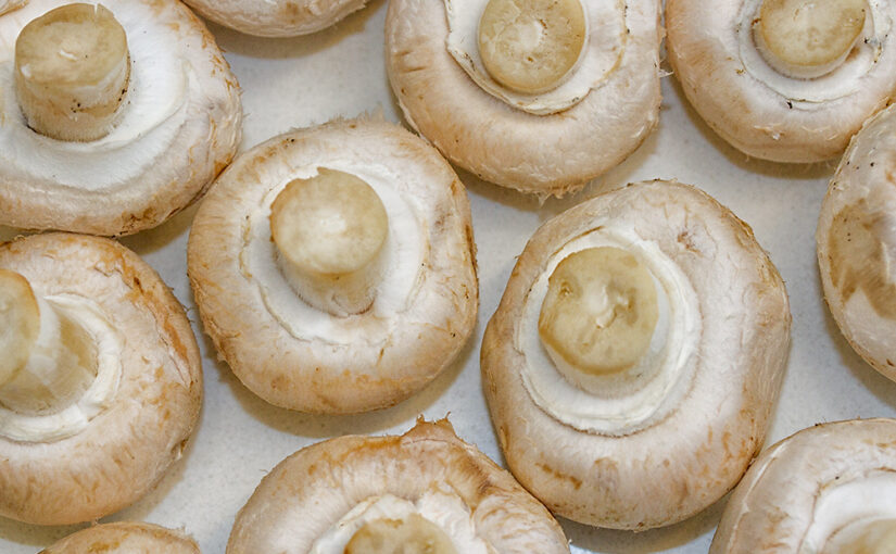 Jan 24 – Agaricus bisporus