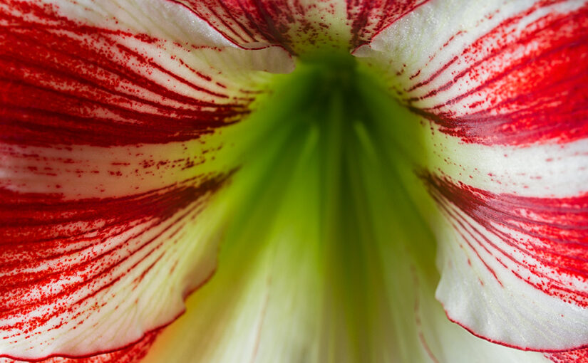 Probably one of my last amaryllis photos this season
