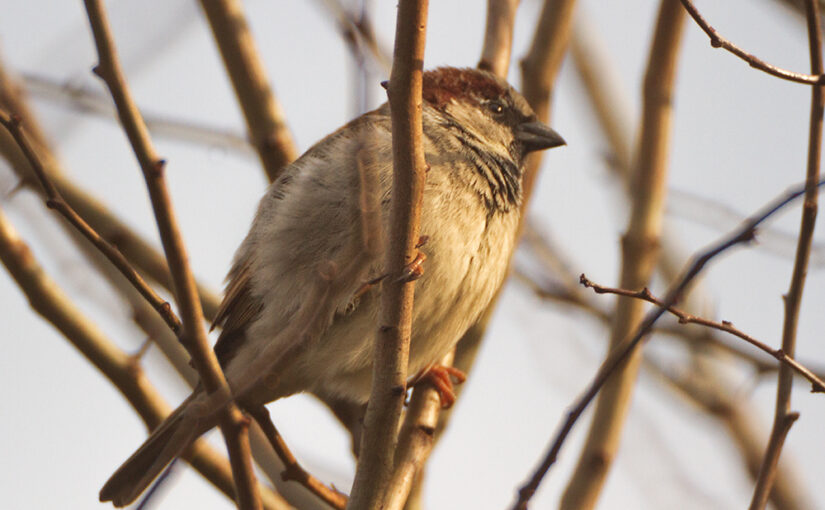 Feb 03 – Sparrow