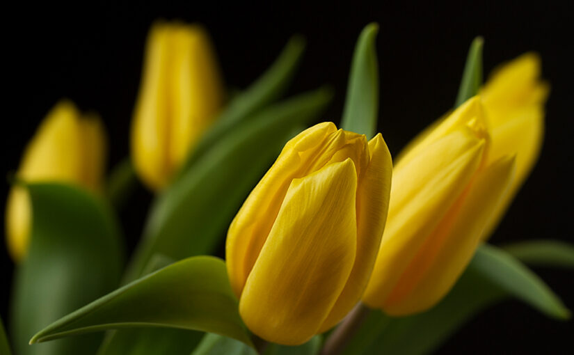 Feb 21 – The yellow ones