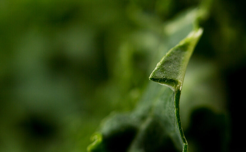 Feb 23 – Green stuff