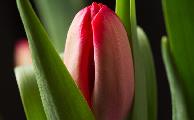Mar 02 – Tulip