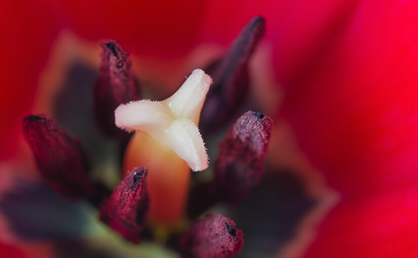 Mar 08 – Tulip detail