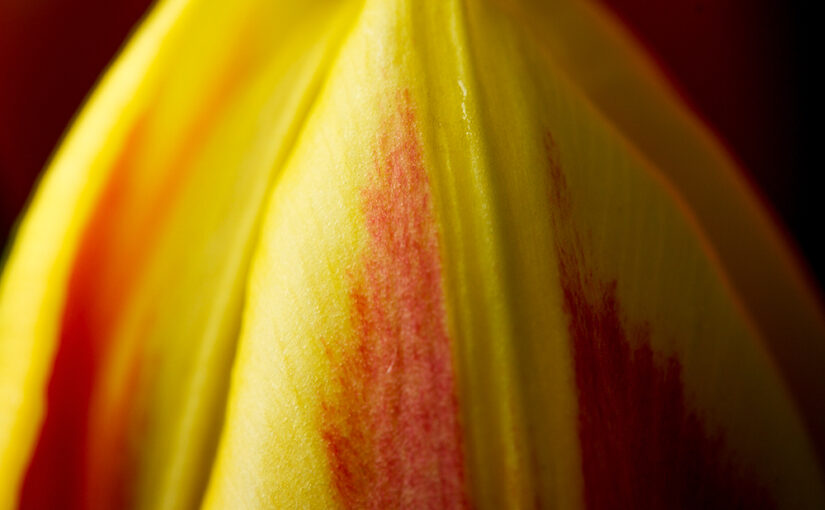 Mar 10 – Yellow and red
