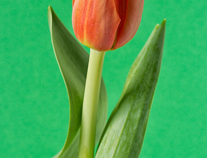 Mar 17 – One tulip