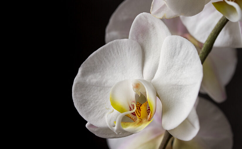 Mar 20 – Orchid