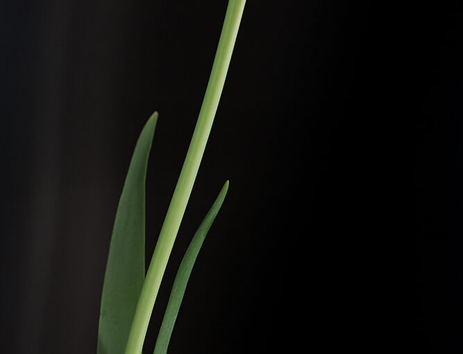 Mar 24 – Tulip