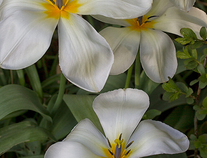Apr 18 – Old white