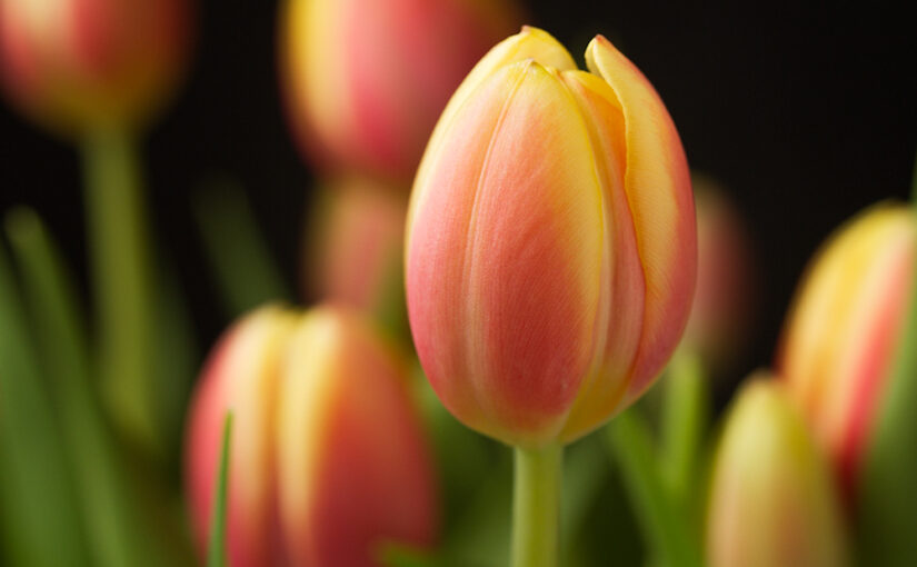 Apr 30 – Tulips