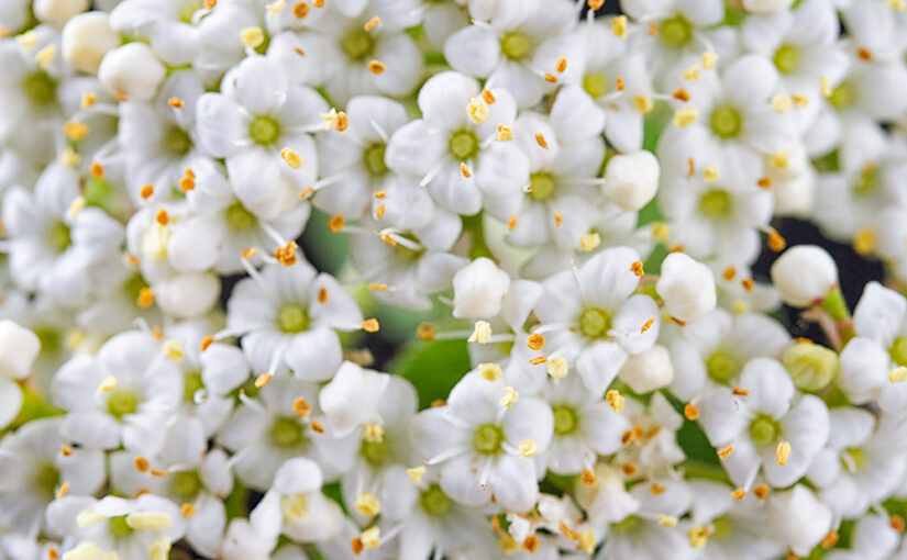 May 01 – Viburnum