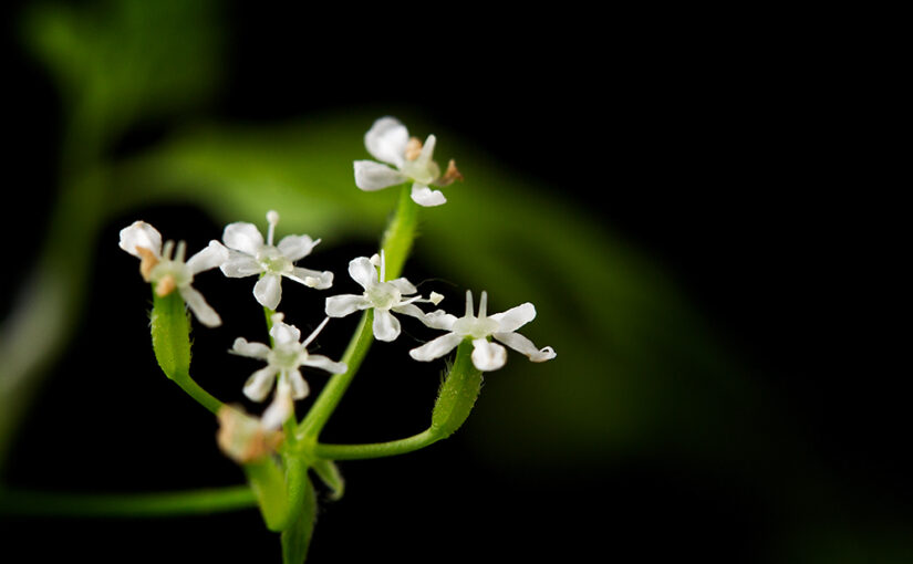 May 05 – Weed