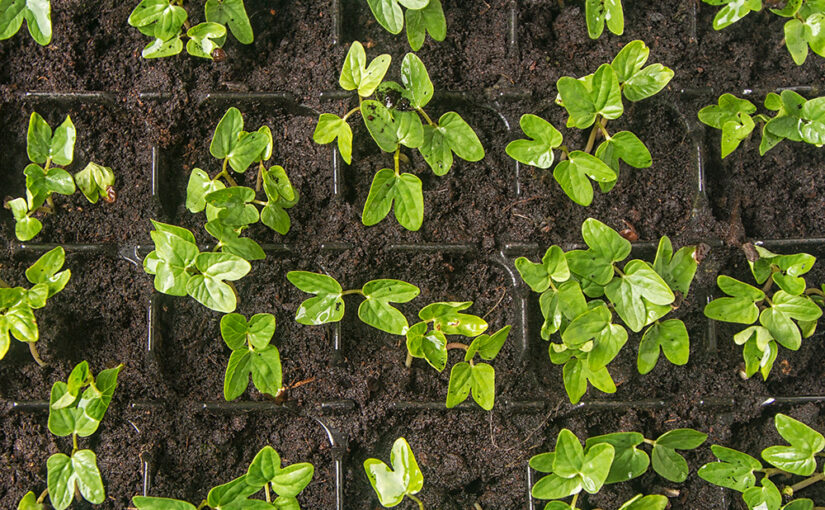 May 10 – Growing