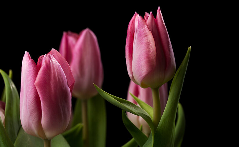 May 13 – Tulips