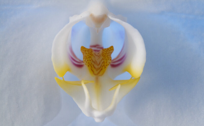 May 14 – Orchid