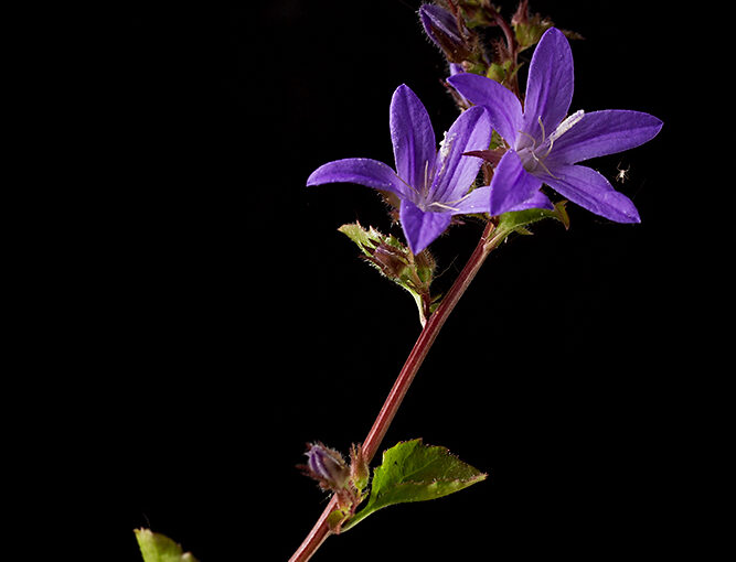 May 19 – Purple