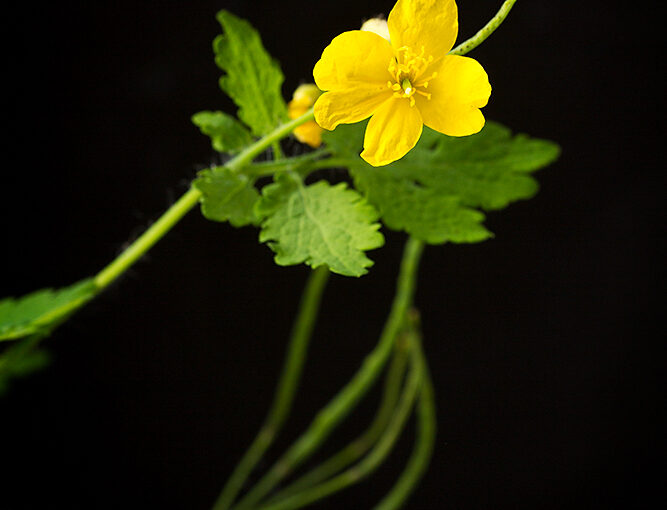 May 20 – Yellow