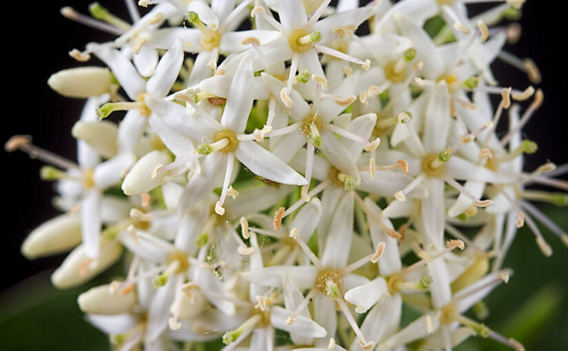 May 21 – White