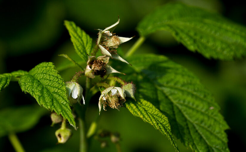 May 26 – Raspberries