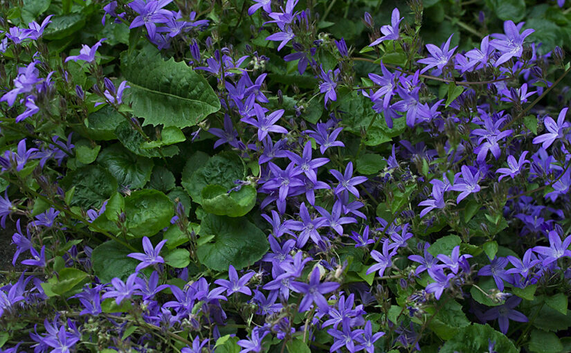 May 29 – Purple II