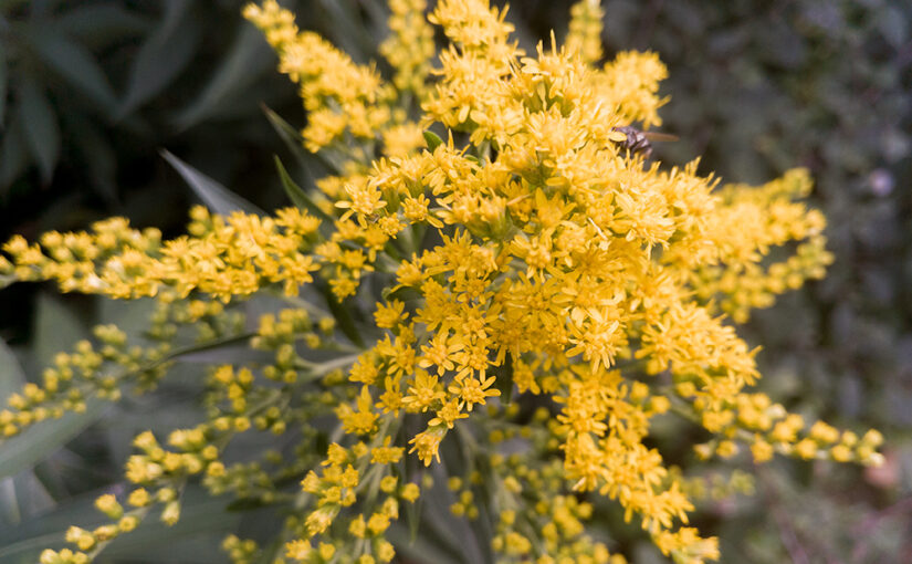 Aug 01 – Yellow