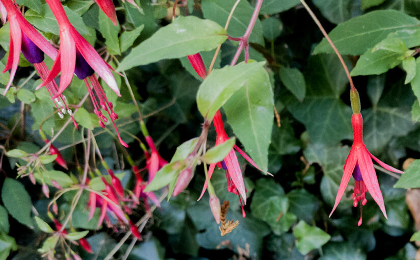 Aug 11 – Fuchsia