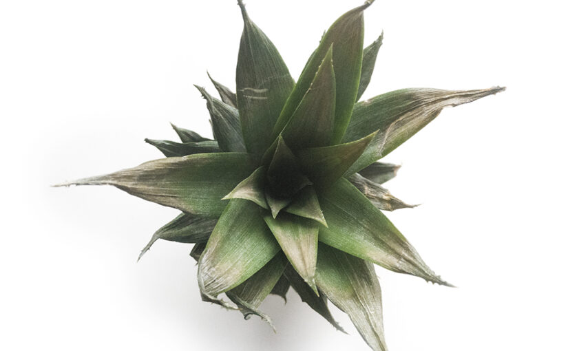 Top of a pineapple