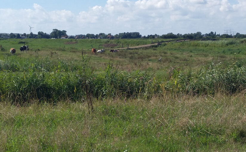 Aug 17 – Meadow