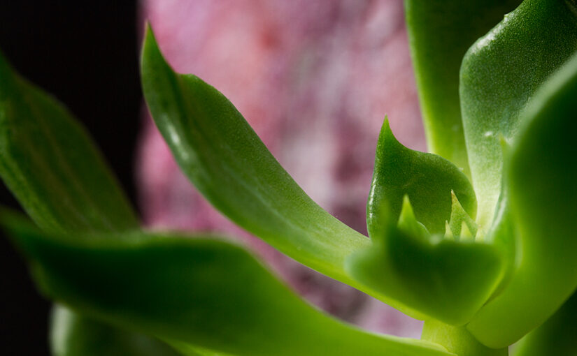 Sep 16 – Plant
