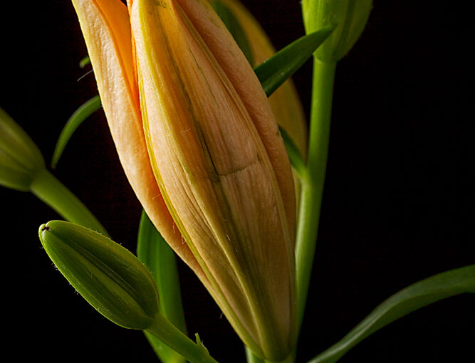 Sep 23 – Flower II