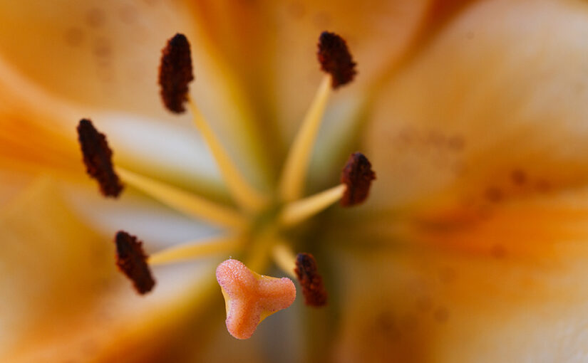 Inside of a flower (the one from Sep 23)