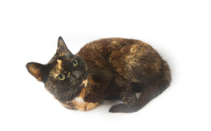 Oct 25 – Cat