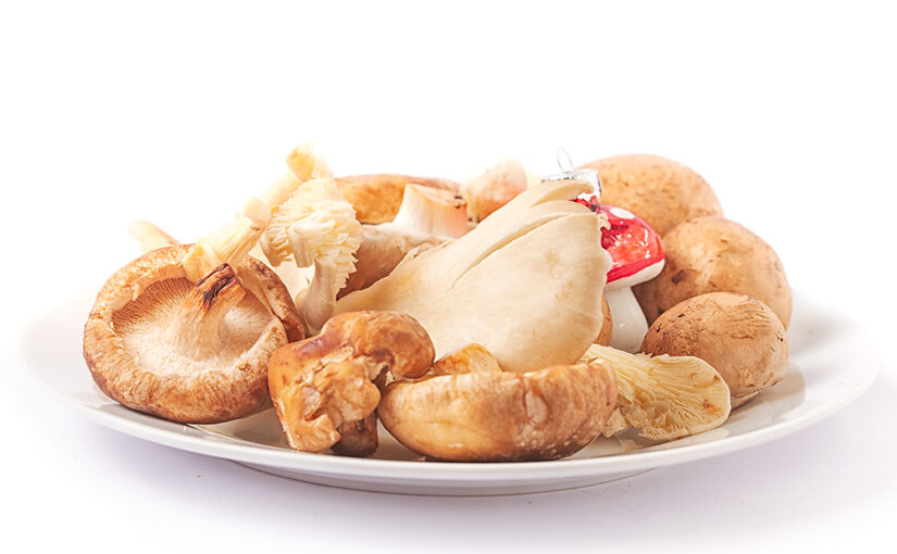 Dec 17 – Mushrooms II