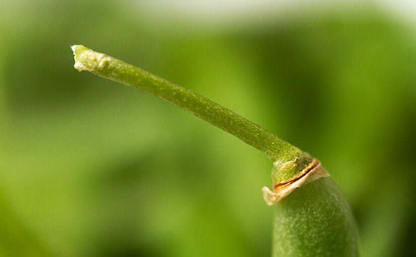 Dec 30 – Green bean