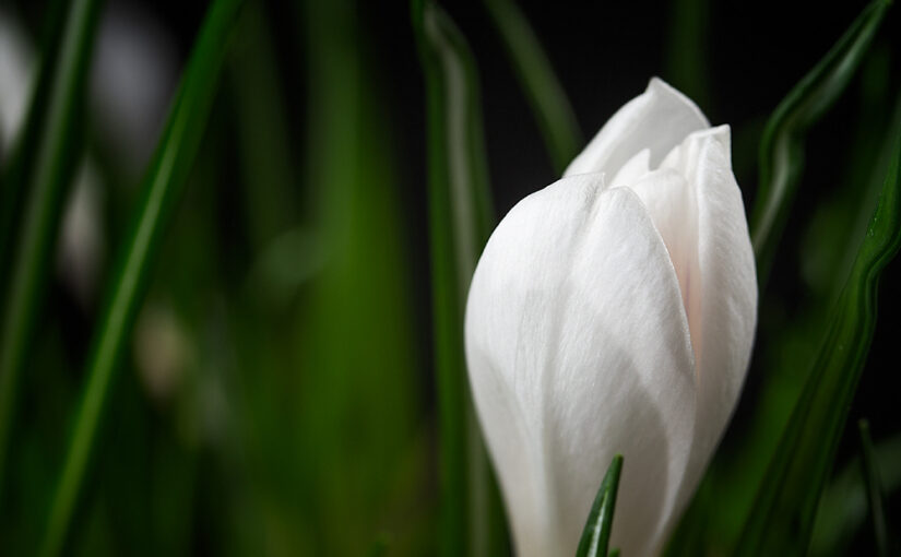 Feb 02 – One in white