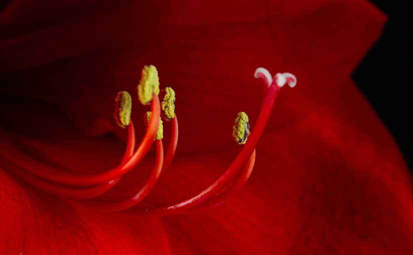 Feb 18 – Shapes in red