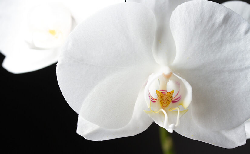 Feb 27 – White and black
