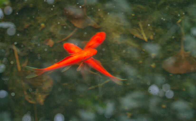 Mar 02 – Fish