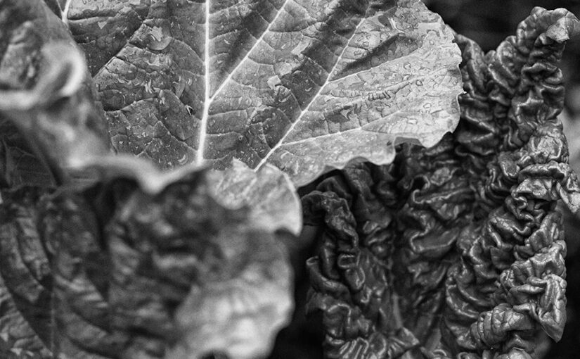 Mar 03 – Leaves