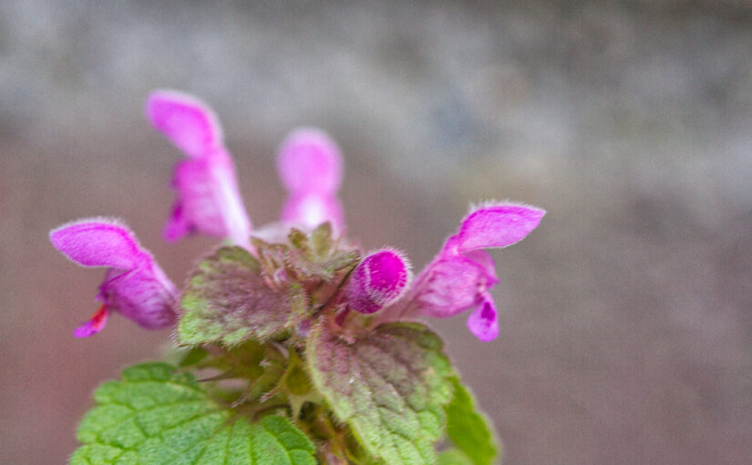 Mar 04 – Purple weed