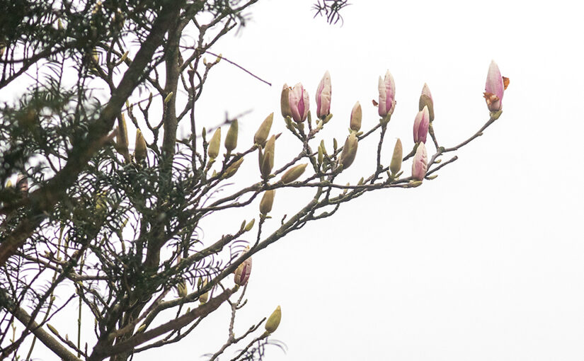 Mar 12 – Magnolia