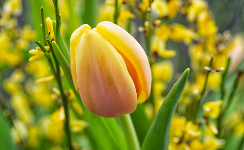 Mar 13 – Spring feeling