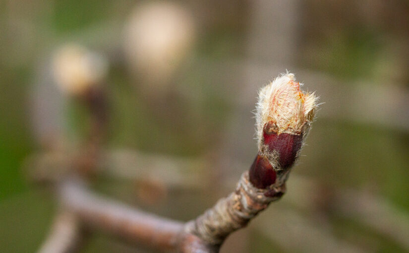 Mar 14 – Bud