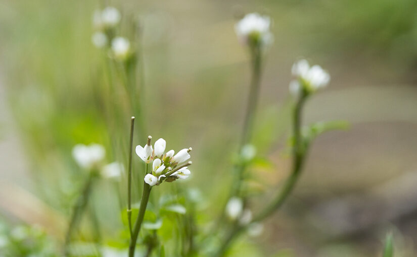 Mar 16 – Weed II