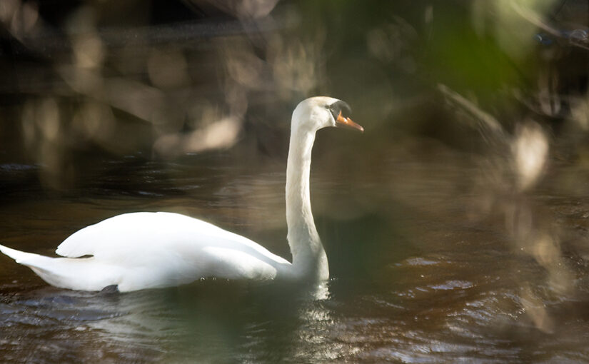 Mar 17 – Swan