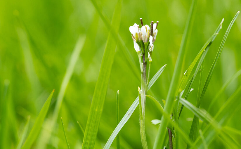 Mar 20 – Green, green grass
