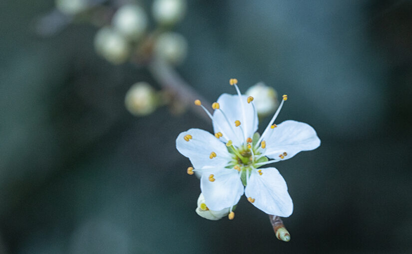 Mar 24 – Blooming