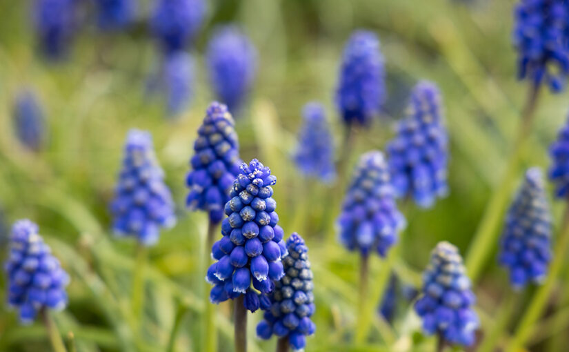 Mar 27 – Bluebells