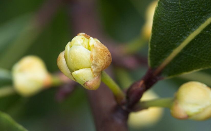 Apr 06 – Laurel