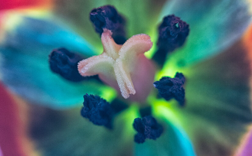 Apr 11 – Tulip