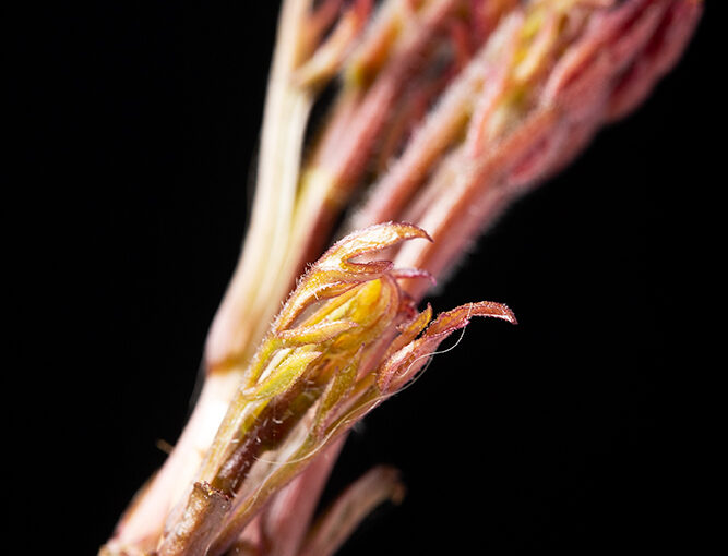 Apr 12 – Weed
